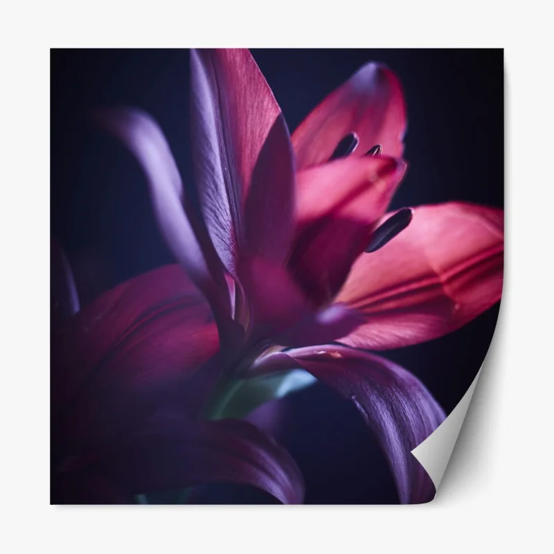 Repositionierbarer Aufkleber rote lilie im halbdunkel