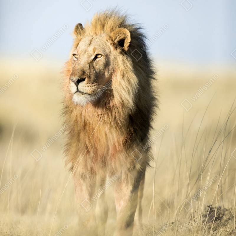 Repositionierbarer Aufkleber majestätischer löwe in der steppe – Wallnifity® Repositionierbarer Aufkleber majestätischer löwe in der steppe – Wallnifity®