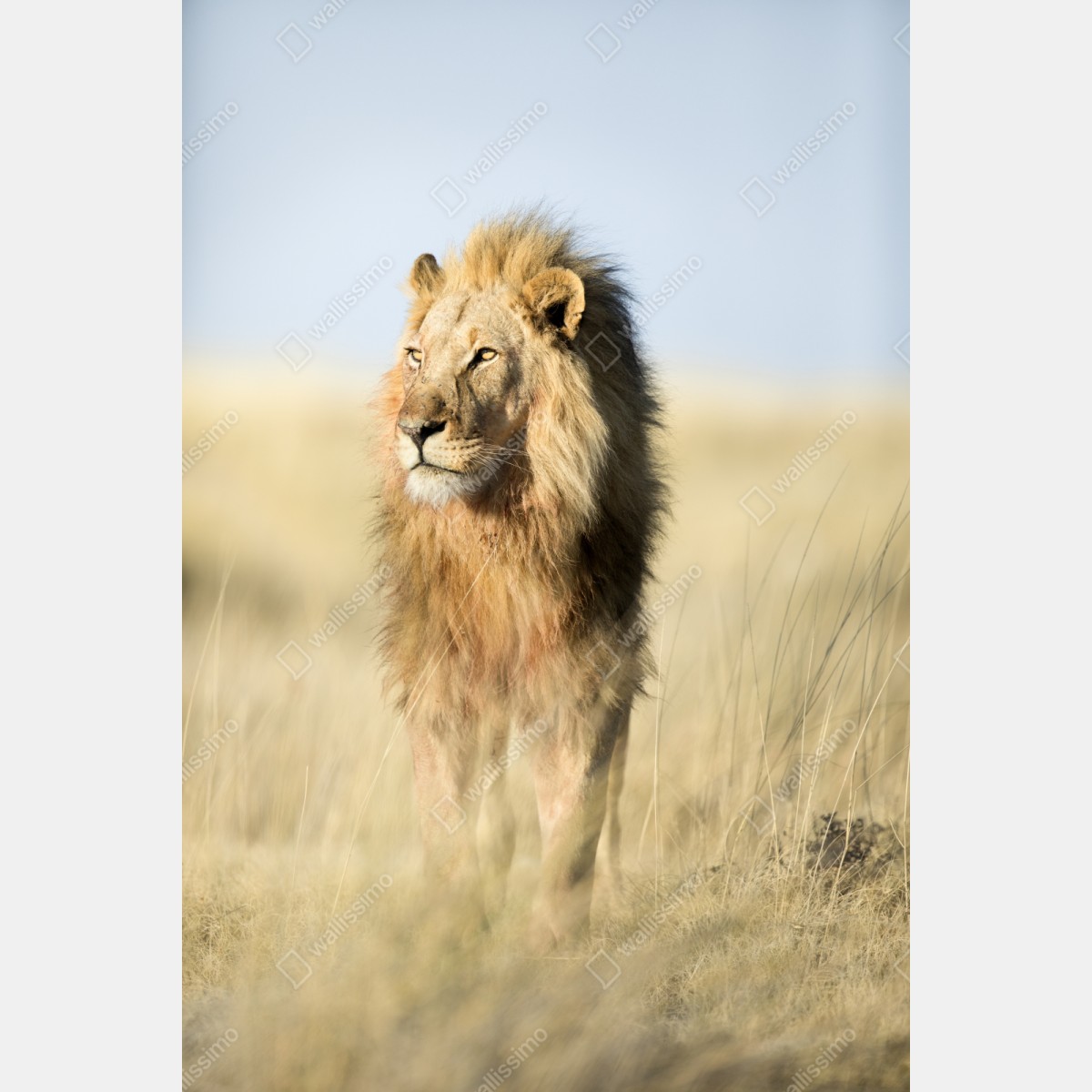 Repositionierbarer Aufkleber majestätischer löwe in der steppe – Wallnifity® Repositionierbarer Aufkleber majestätischer löwe in der steppe – Wallnifity®