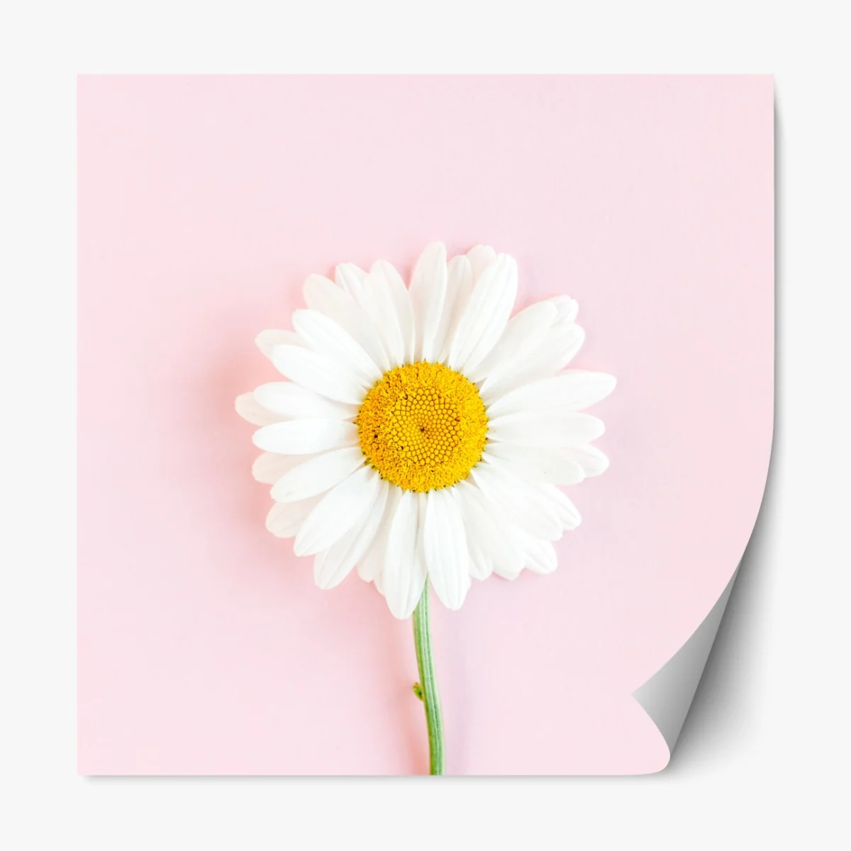 Repositionierbarer Aufkleber weißes gänseblümchen auf pastellrosa hintergrund – Wallnifity® Repositionierbarer Aufkleber weißes gänseblümchen auf pastellrosa hintergrund – Wallnifity®