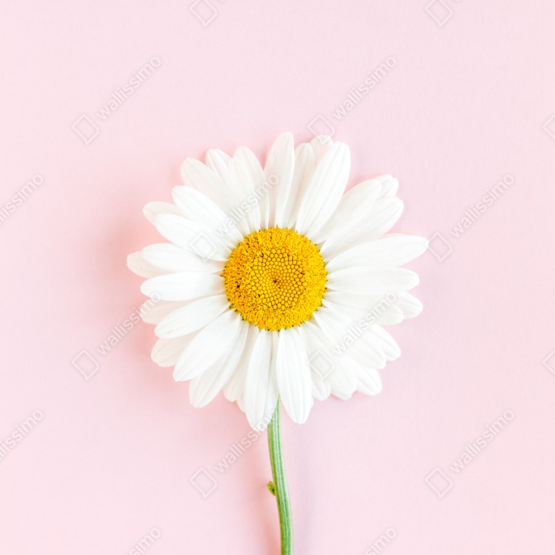 Repositionierbarer Aufkleber weißes gänseblümchen auf pastellrosa hintergrund – Wallnifity® Repositionierbarer Aufkleber weißes gänseblümchen auf pastellrosa hintergrund – Wallnifity®