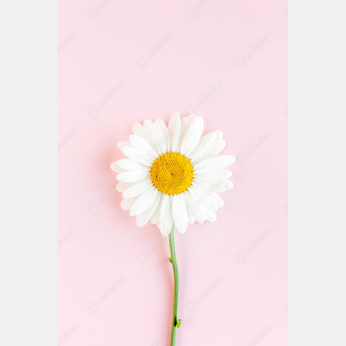 Repositionierbarer Aufkleber weißes gänseblümchen auf pastellrosa hintergrund – Wallnifity® Repositionierbarer Aufkleber weißes gänseblümchen auf pastellrosa hintergrund – Wallnifity®