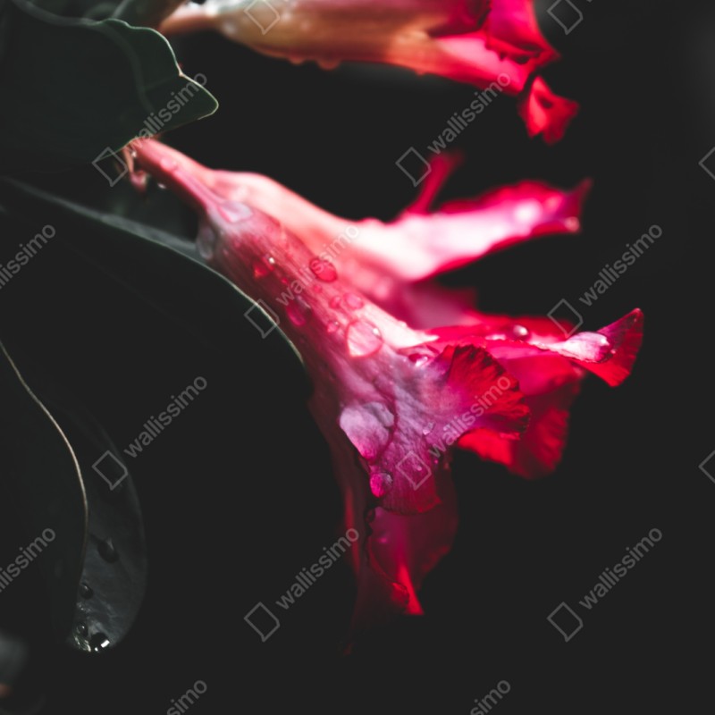 Repositionierbarer Aufkleber rosa trompetenblume mit tau – Wallnifity® Repositionierbarer Aufkleber rosa trompetenblume mit tau – Wallnifity®