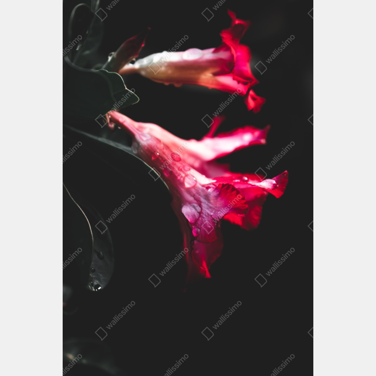 Repositionierbarer Aufkleber rosa trompetenblume mit tau – Wallnifity® Repositionierbarer Aufkleber rosa trompetenblume mit tau – Wallnifity®