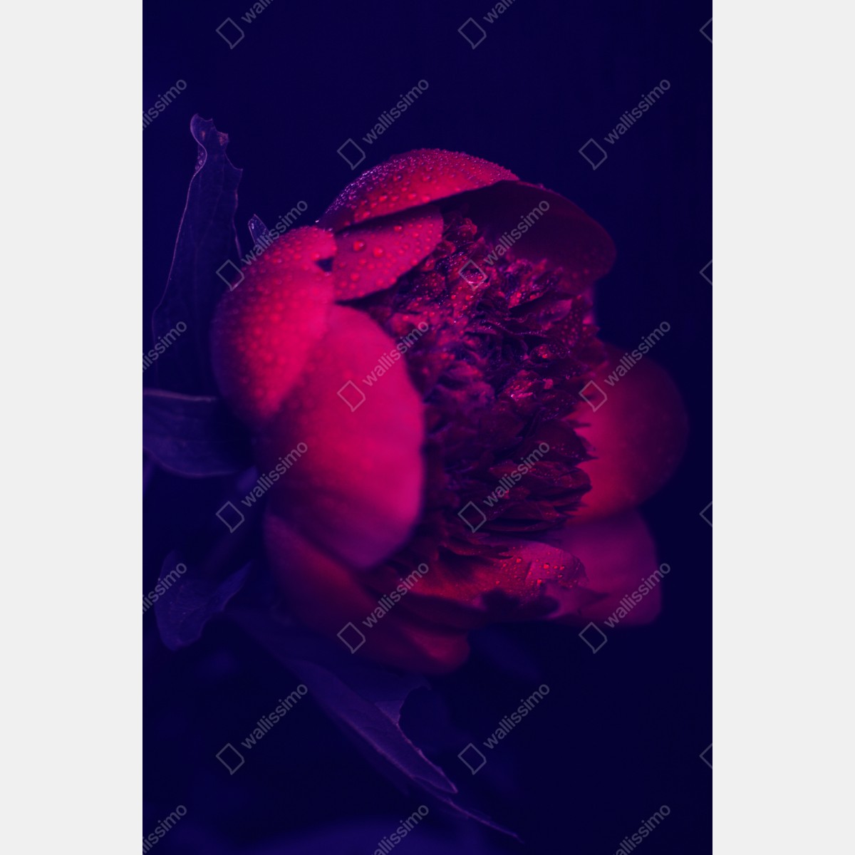 Repositionierbarer Aufkleber stimmungsvolle rosa pfingstrose nahaufnahme – Wallnifity® Repositionierbarer Aufkleber stimmungsvolle rosa pfingstrose nahaufnahme – Wallnifity®