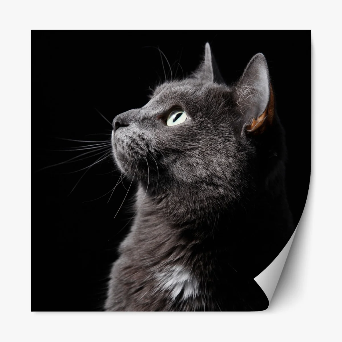 Repositionierbarer Aufkleber elegantes porträt einer grauen katze – Wallnifity® Repositionierbarer Aufkleber elegantes porträt einer grauen katze – Wallnifity®
