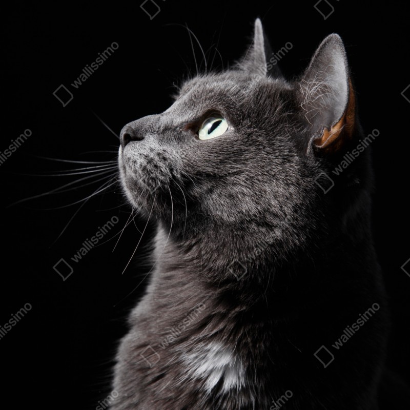 Repositionierbarer Aufkleber elegantes porträt einer grauen katze – Wallnifity® Repositionierbarer Aufkleber elegantes porträt einer grauen katze – Wallnifity®