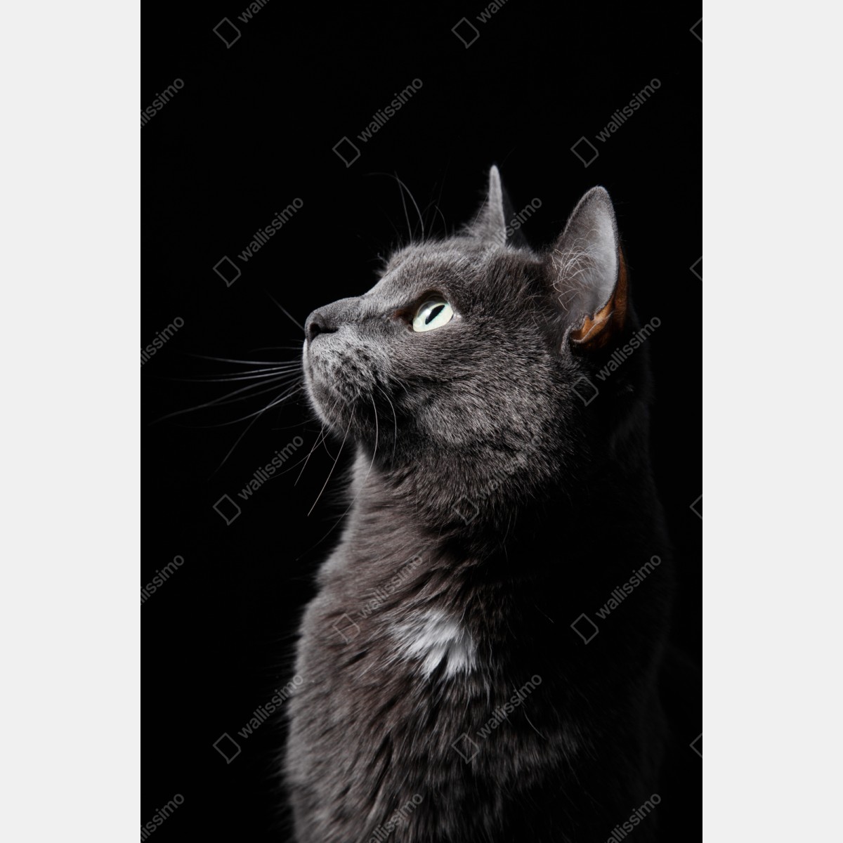 Repositionierbarer Aufkleber elegantes porträt einer grauen katze – Wallnifity® Repositionierbarer Aufkleber elegantes porträt einer grauen katze – Wallnifity®
