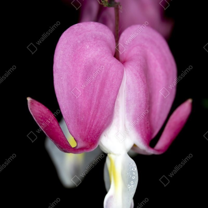 Repositionierbarer Aufkleber zartes rosa herzblüte nahaufnahme – Wallnifity® Repositionierbarer Aufkleber zartes rosa herzblüte nahaufnahme – Wallnifity®