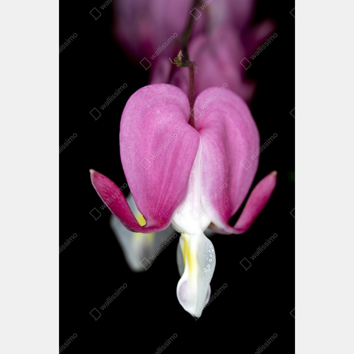 Repositionierbarer Aufkleber zartes rosa herzblüte nahaufnahme – Wallnifity® Repositionierbarer Aufkleber zartes rosa herzblüte nahaufnahme – Wallnifity®
