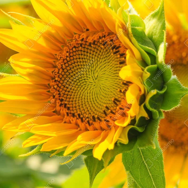 Repositionierbarer Aufkleber sonnenblume nahaufnahme – Wallnifity® Repositionierbarer Aufkleber sonnenblume nahaufnahme – Wallnifity®