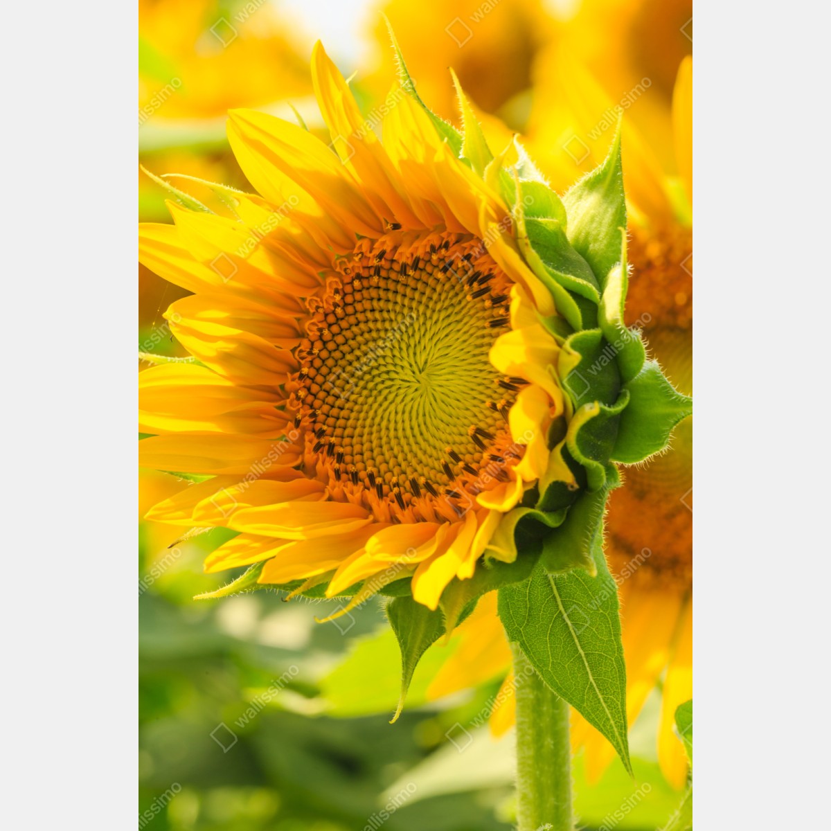 Repositionierbarer Aufkleber sonnenblume nahaufnahme – Wallnifity® Repositionierbarer Aufkleber sonnenblume nahaufnahme – Wallnifity®