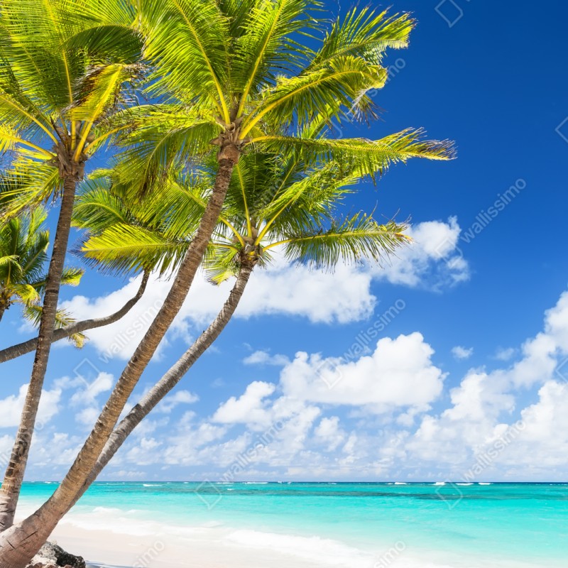 Repositionierbarer Aufkleber tropischer palmstrand in Punta Cana – Wallnifity® Repositionierbarer Aufkleber tropischer palmstrand in Punta Cana – Wallnifity®