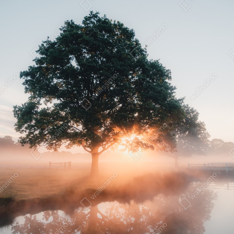 Repositionierbarer Aufkleber nebeliger sonnenaufgang am eichenbaum – Wallnifity® Repositionierbarer Aufkleber nebeliger sonnenaufgang am eichenbaum – Wallnifity®