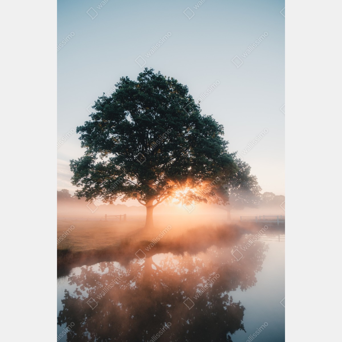 Repositionierbarer Aufkleber nebeliger sonnenaufgang am eichenbaum – Wallnifity® Repositionierbarer Aufkleber nebeliger sonnenaufgang am eichenbaum – Wallnifity®