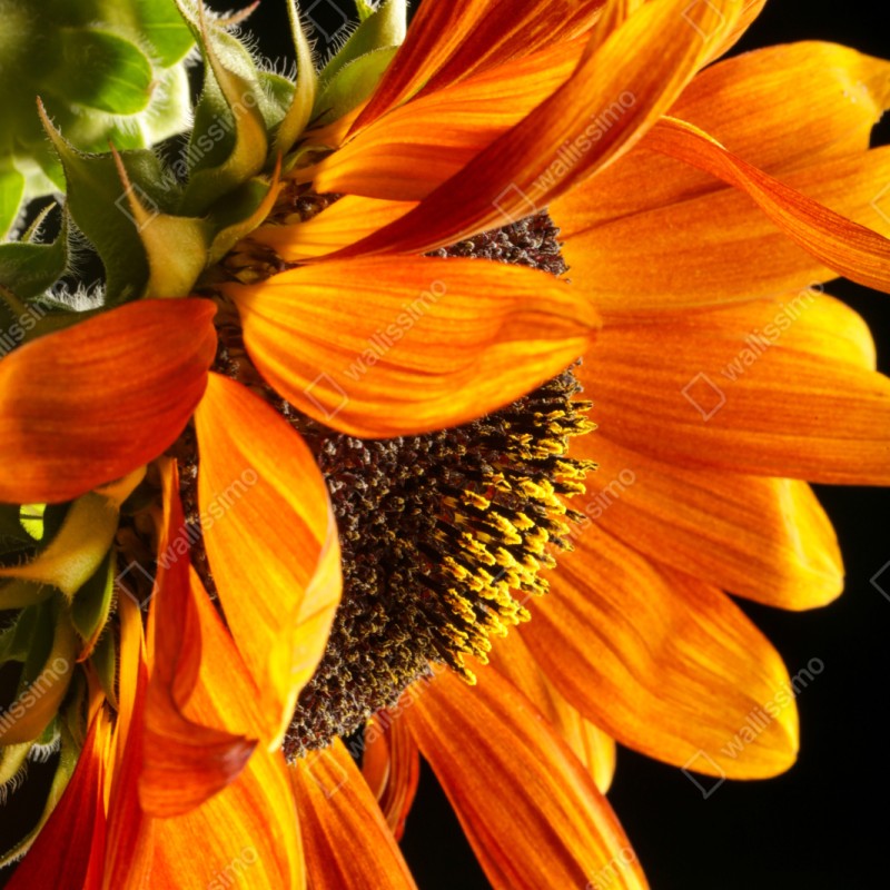 Repositionierbarer Aufkleber leuchtende orange sonnenblume nahaufnahme – Wallnifity® Repositionierbarer Aufkleber leuchtende orange sonnenblume nahaufnahme – Wallnifity®