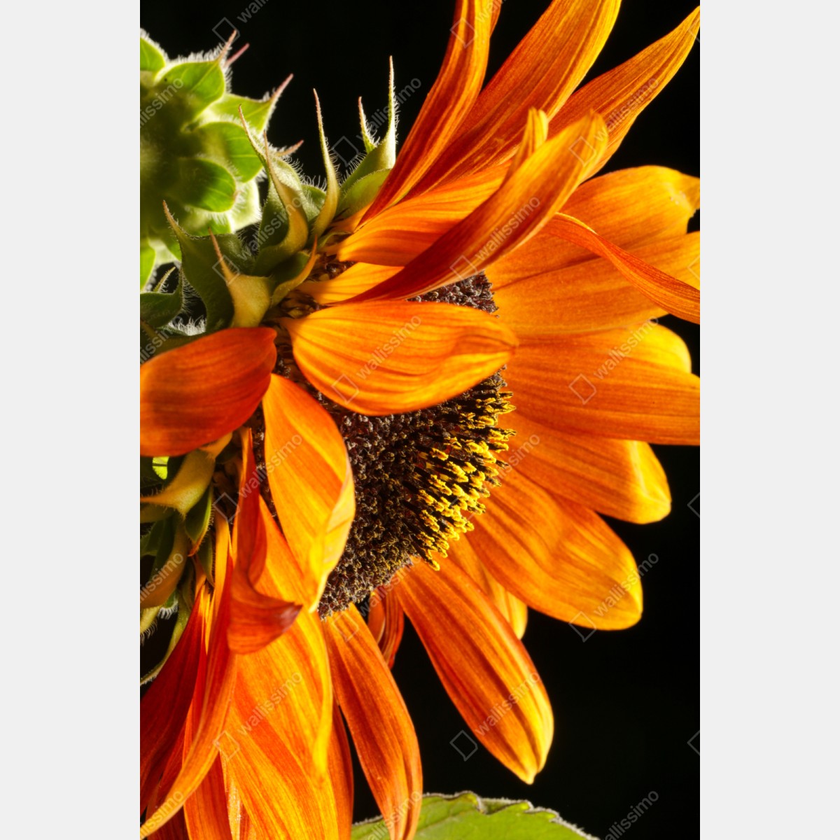 Repositionierbarer Aufkleber leuchtende orange sonnenblume nahaufnahme – Wallnifity® Repositionierbarer Aufkleber leuchtende orange sonnenblume nahaufnahme – Wallnifity®