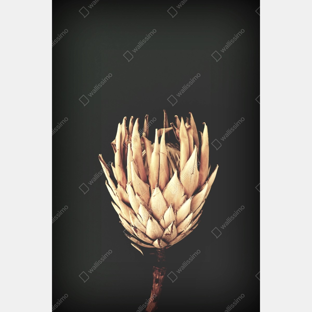 Repositionierbarer Aufkleber getrocknete protea in sepia – Wallnifity® Repositionierbarer Aufkleber getrocknete protea in sepia – Wallnifity®