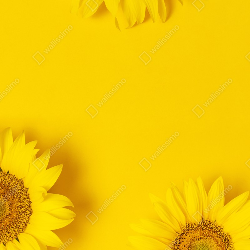Repositionierbarer Aufkleber drei sonnenblumen auf gelbem hintergrund – Wallnifity® Repositionierbarer Aufkleber drei sonnenblumen auf gelbem hintergrund – Wallnifity®
