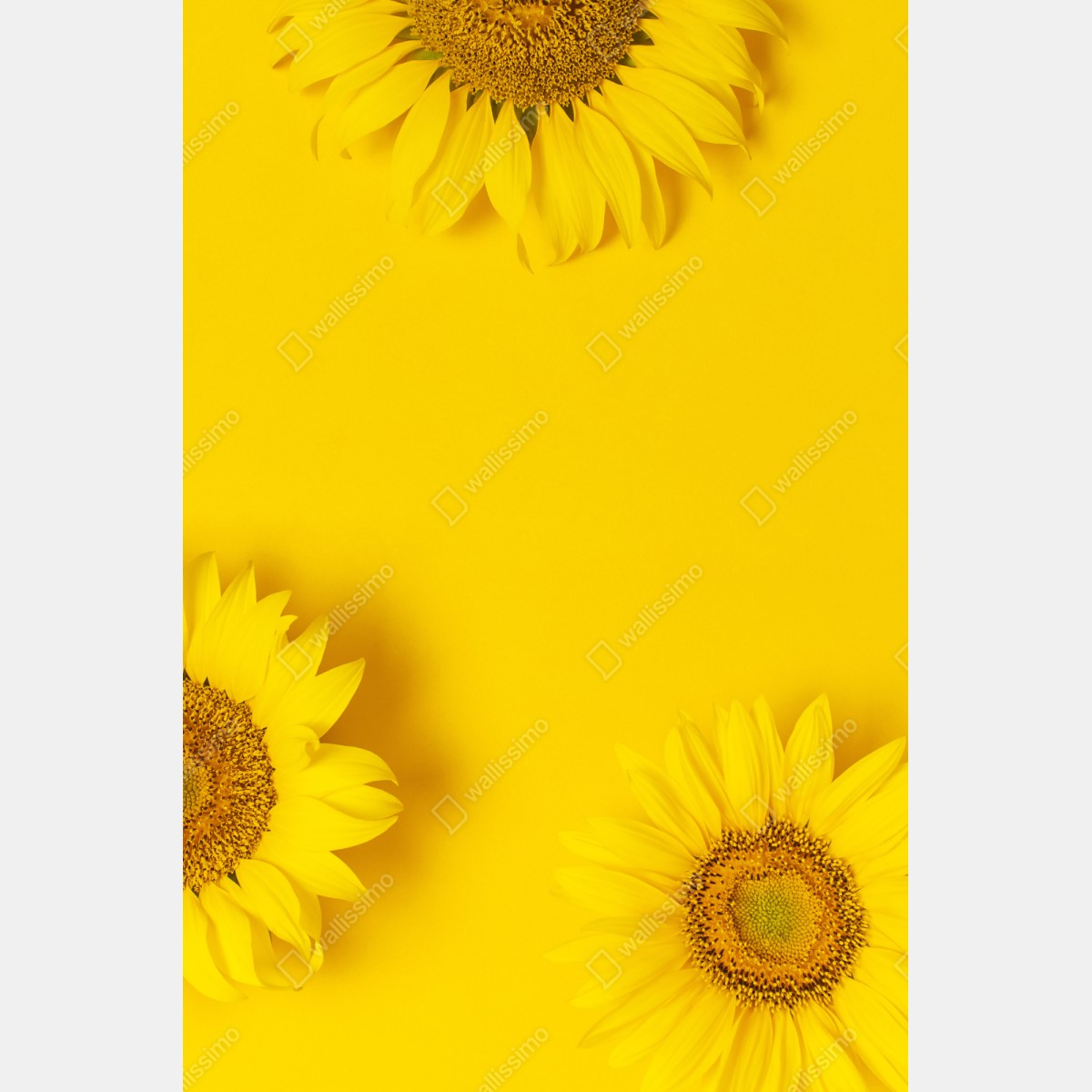 Repositionierbarer Aufkleber drei sonnenblumen auf gelbem hintergrund – Wallnifity® Repositionierbarer Aufkleber drei sonnenblumen auf gelbem hintergrund – Wallnifity®