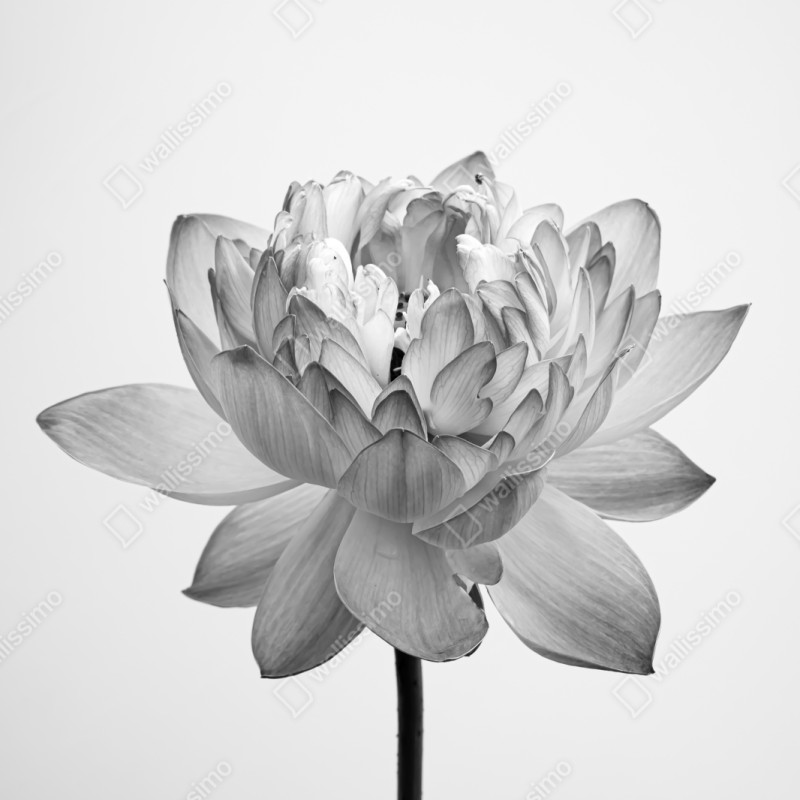 Repositionierbarer Aufkleber ruhevoller lotus in graustufen – Wallnifity® Repositionierbarer Aufkleber ruhevoller lotus in graustufen – Wallnifity®