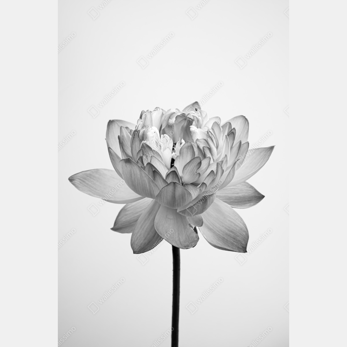 Repositionierbarer Aufkleber ruhevoller lotus in graustufen – Wallnifity® Repositionierbarer Aufkleber ruhevoller lotus in graustufen – Wallnifity®