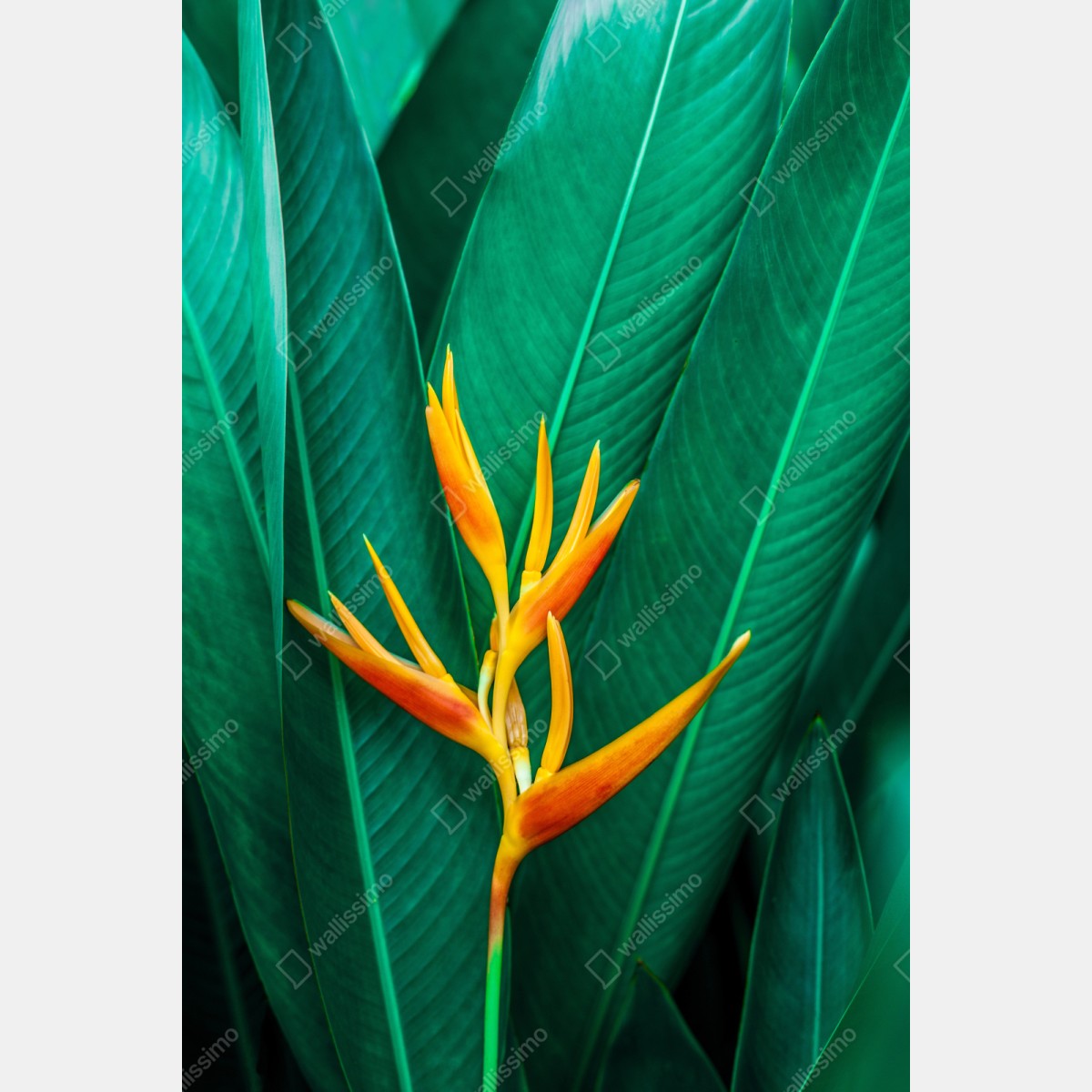 Repositionierbarer Aufkleber leuchtende tropische paradiesvogelblume auf grünen blättern – Wallnifity® Repositionierbarer Aufkleber leuchtende tropische paradiesvogelblume auf grünen blättern – Wallnifity®