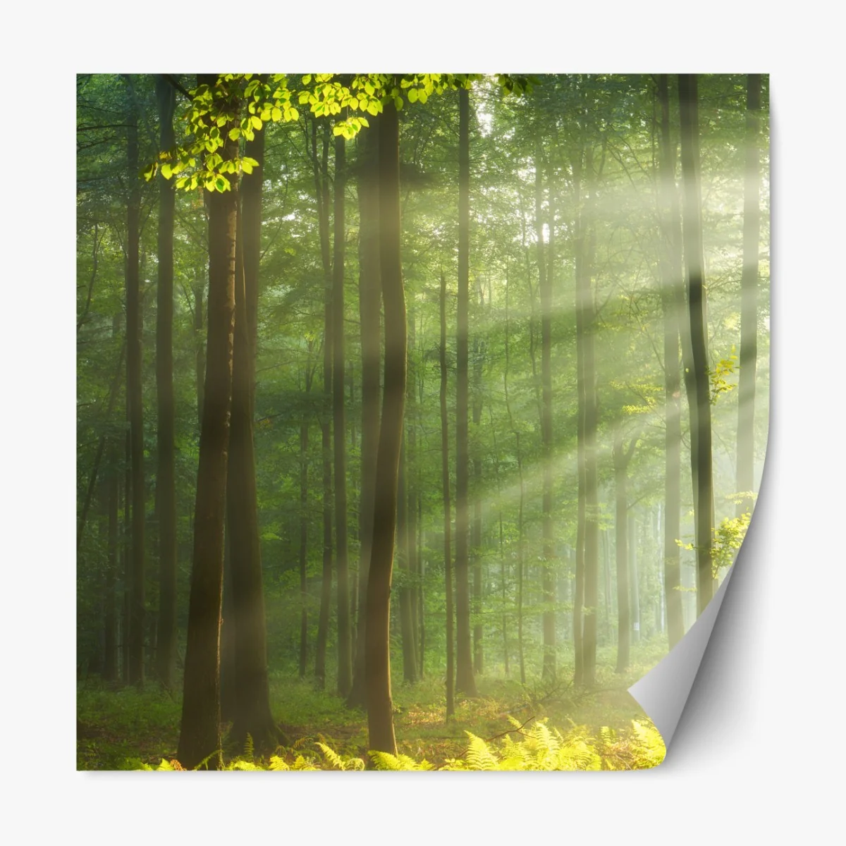 Repositionierbarer Aufkleber sonniger morgenwald – Wallnifity®