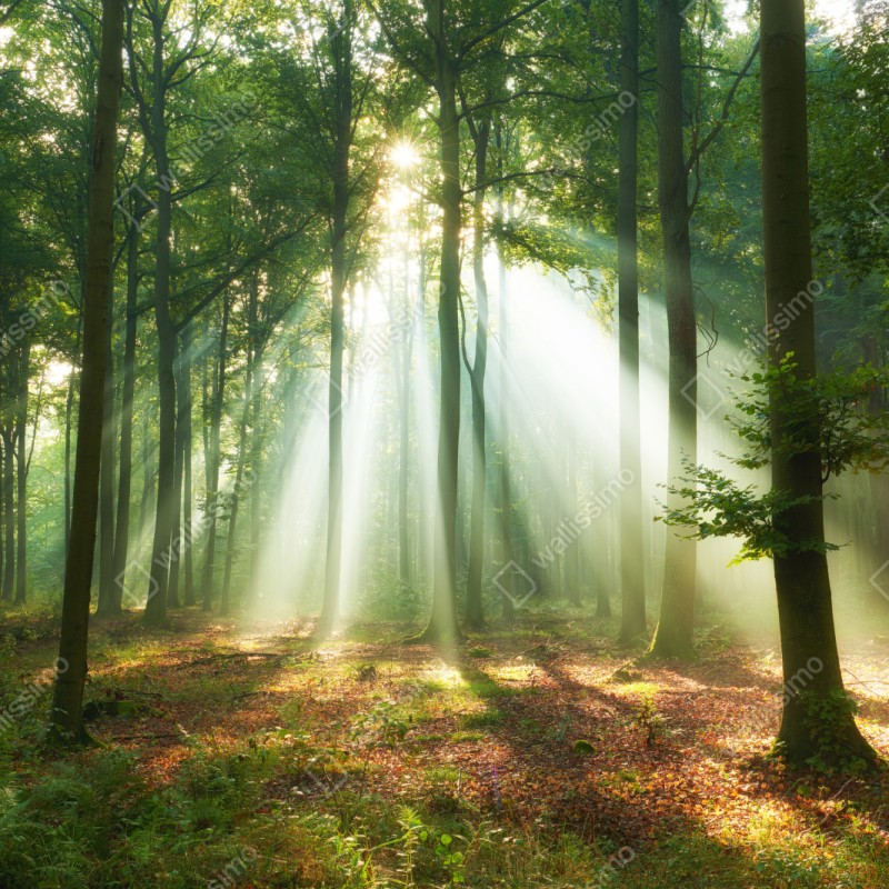 Repositionierbarer Aufkleber morgendliches licht im wald – Wallnifity® Repositionierbarer Aufkleber morgendliches licht im wald – Wallnifity®