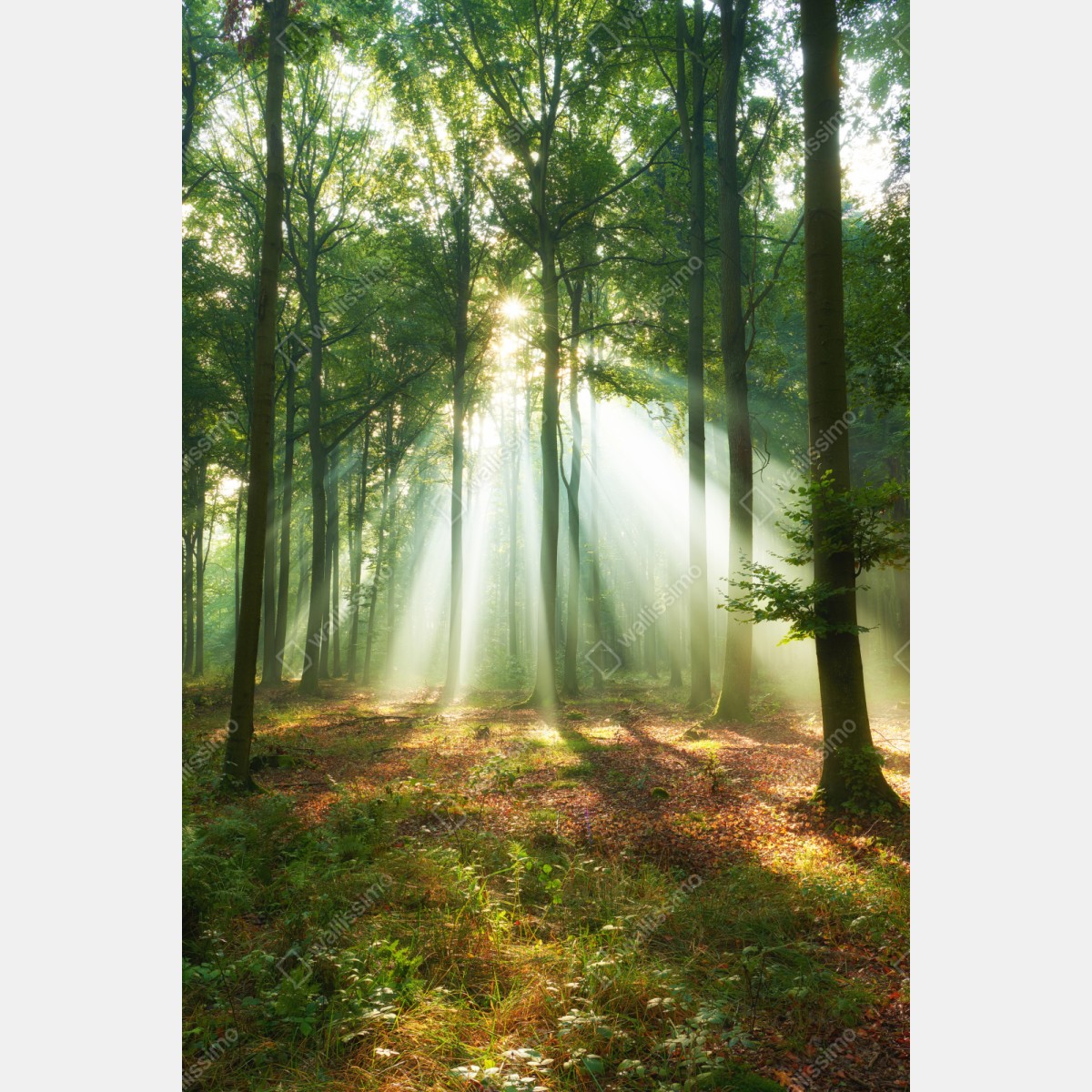 Repositionierbarer Aufkleber morgendliches licht im wald – Wallnifity® Repositionierbarer Aufkleber morgendliches licht im wald – Wallnifity®