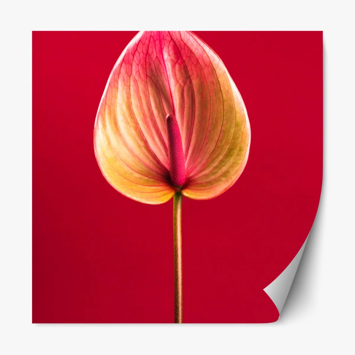 Repositionierbarer Aufkleber elegantes anthurium vor rotem hintergrund – Wallnifity® Repositionierbarer Aufkleber elegantes anthurium vor rotem hintergrund – Wallnifity®
