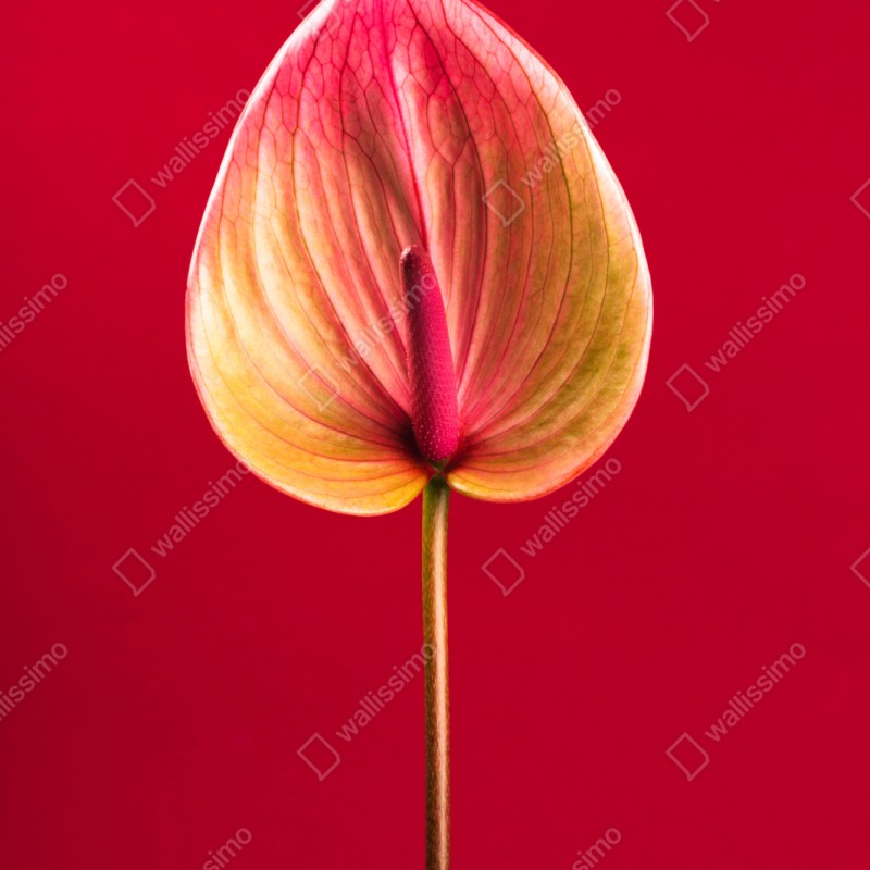 Repositionierbarer Aufkleber elegantes anthurium vor rotem hintergrund – Wallnifity® Repositionierbarer Aufkleber elegantes anthurium vor rotem hintergrund – Wallnifity®