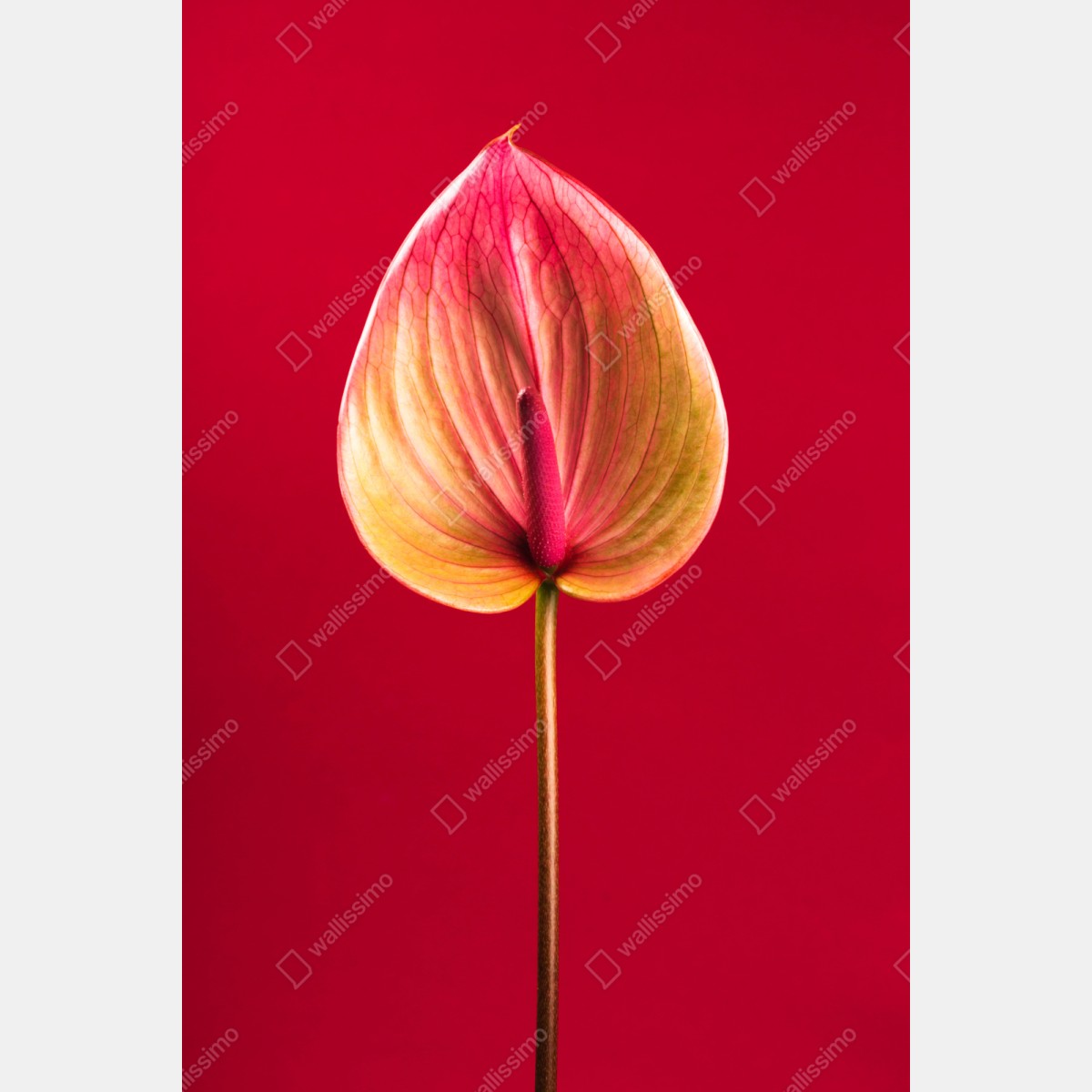 Repositionierbarer Aufkleber elegantes anthurium vor rotem hintergrund – Wallnifity® Repositionierbarer Aufkleber elegantes anthurium vor rotem hintergrund – Wallnifity®