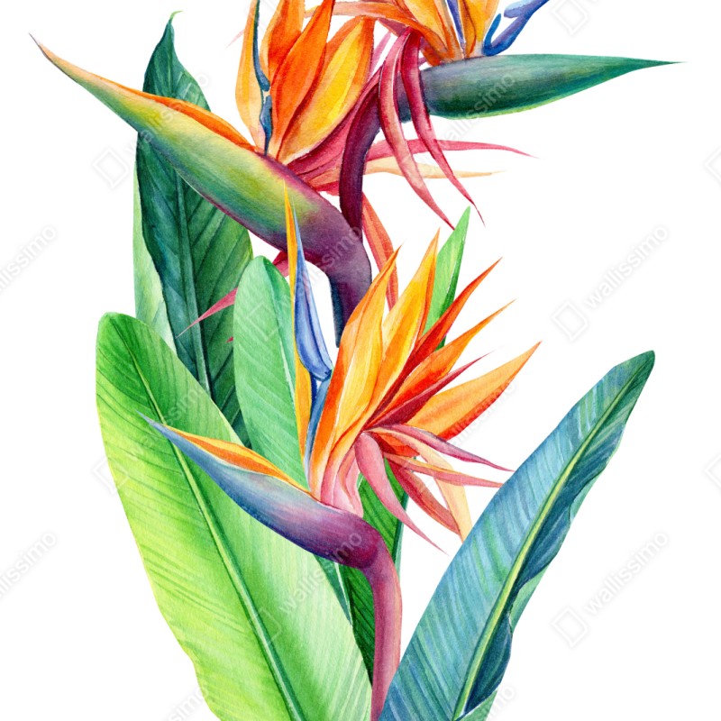 Repositionierbarer Aufkleber farbenfrohe strelitzie aquarell botanisches bild – Wallnifity® Repositionierbarer Aufkleber farbenfrohe strelitzie aquarell botanisches bild – Wallnifity®