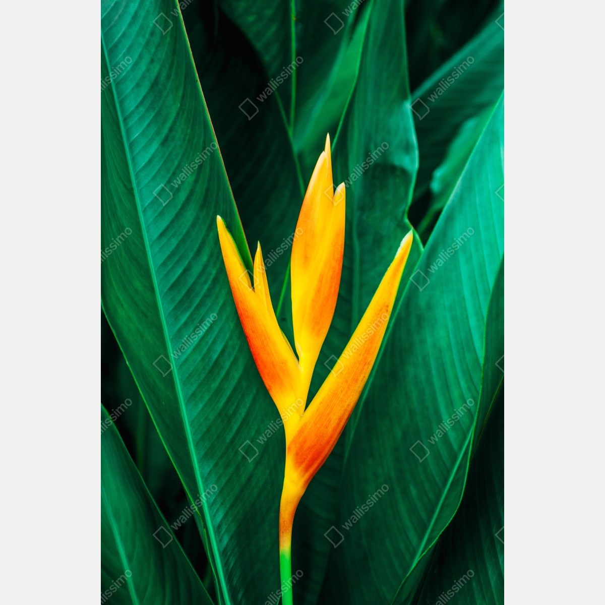 Repositionierbarer Aufkleber leuchtende tropische heliconia vor satten grünen blättern – Wallnifity® Repositionierbarer Aufkleber leuchtende tropische heliconia vor satten grünen blättern – Wallnifity®