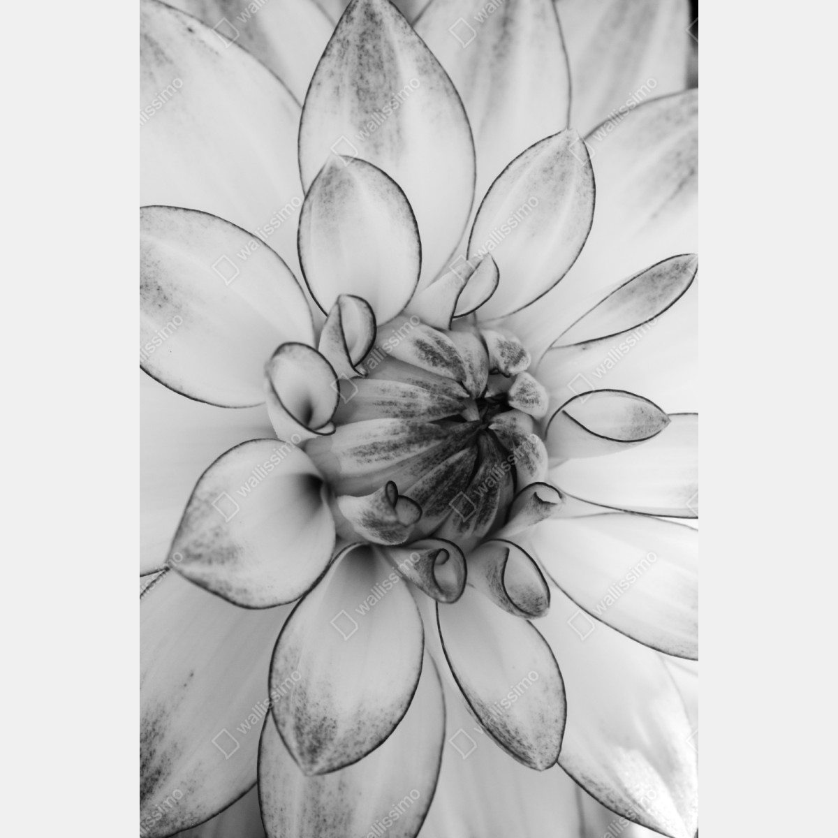 Repositionierbarer Aufkleber monochrome nahaufnahme einer dahlie – Wallnifity® Repositionierbarer Aufkleber monochrome nahaufnahme einer dahlie – Wallnifity®