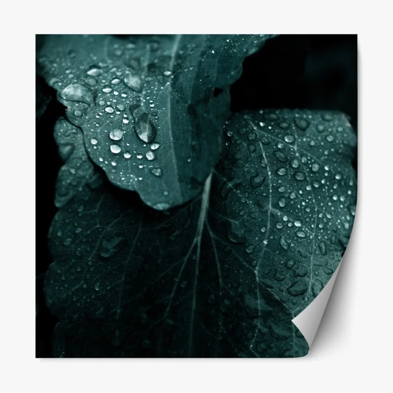 Repositionierbarer Aufkleber tautropfen auf blättern