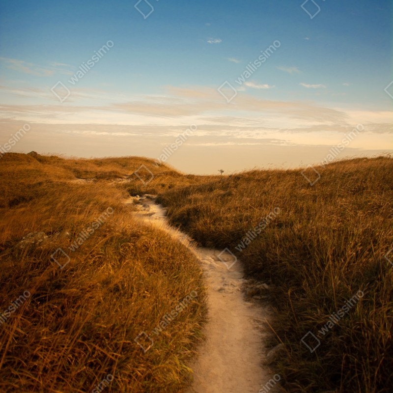 Repositionierbarer Aufkleber sonnenbeschienener weg durch die dünen – Wallnifity® Repositionierbarer Aufkleber sonnenbeschienener weg durch die dünen – Wallnifity®
