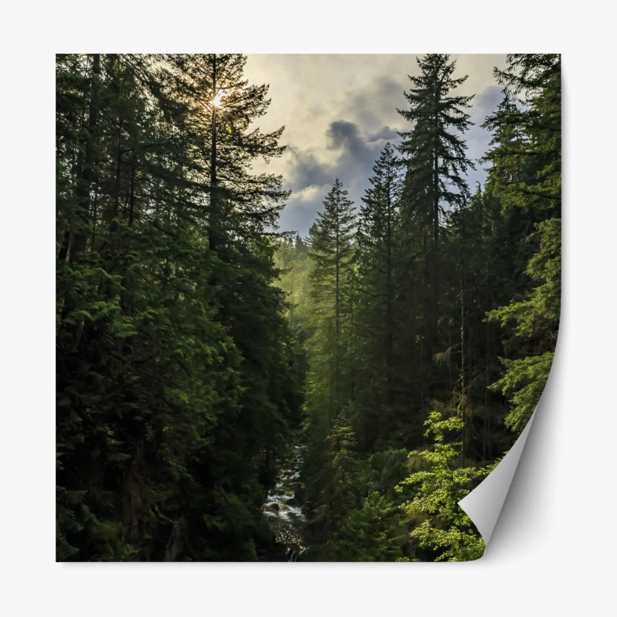 Repositionierbarer Aufkleber nebliger immergrüner wald mit wasserfall – Wallnifity® Repositionierbarer Aufkleber nebliger immergrüner wald mit wasserfall – Wallnifity®