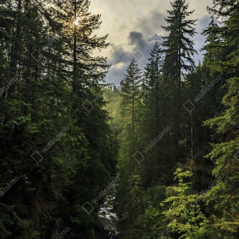 Repositionierbarer Aufkleber nebliger immergrüner wald mit wasserfall – Wallnifity® Repositionierbarer Aufkleber nebliger immergrüner wald mit wasserfall – Wallnifity®