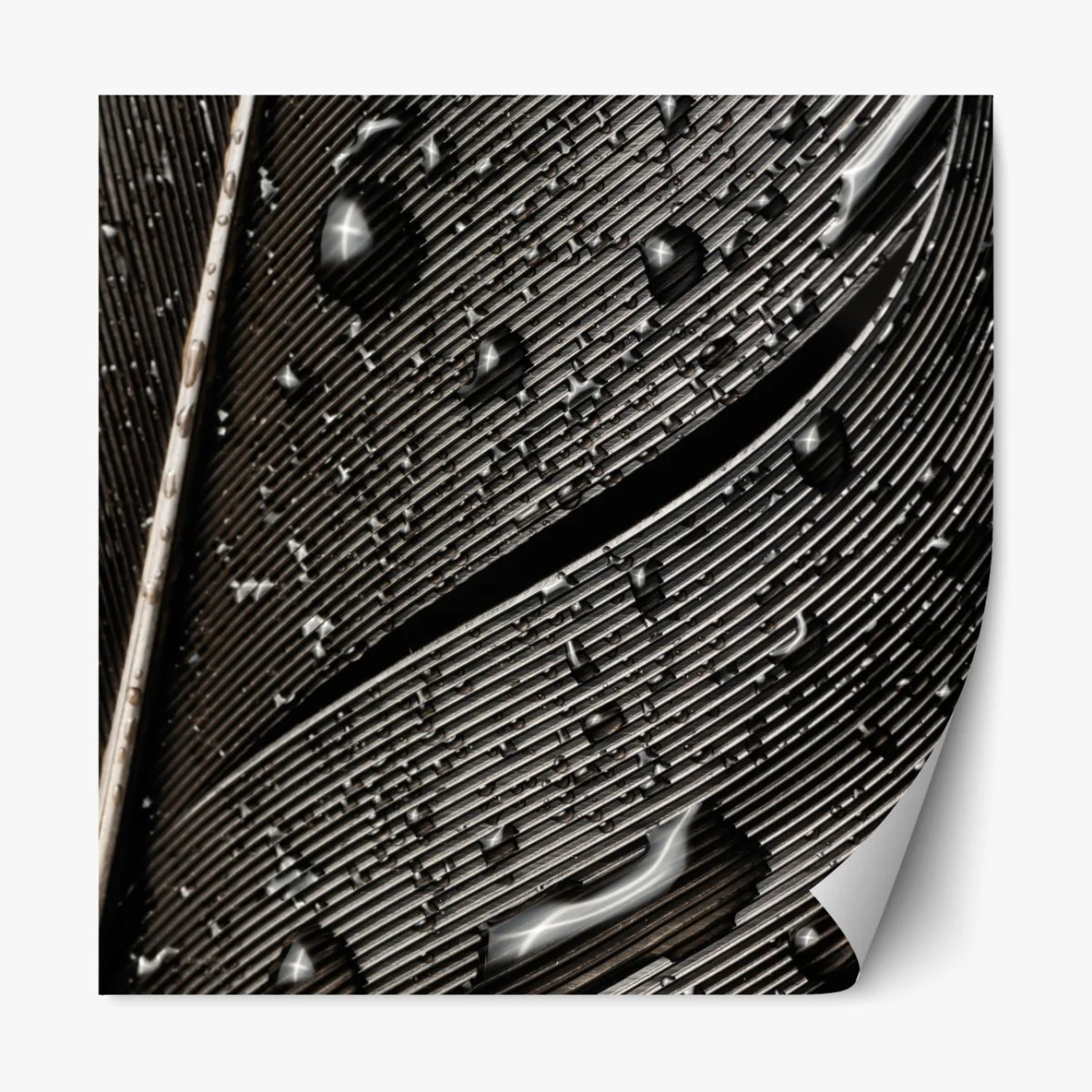 Repositionierbarer Aufkleber monochrome feder mit wassertropfen – Wallnifity® Repositionierbarer Aufkleber monochrome feder mit wassertropfen – Wallnifity®