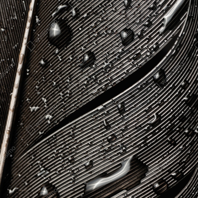 Repositionierbarer Aufkleber monochrome feder mit wassertropfen – Wallnifity® Repositionierbarer Aufkleber monochrome feder mit wassertropfen – Wallnifity®