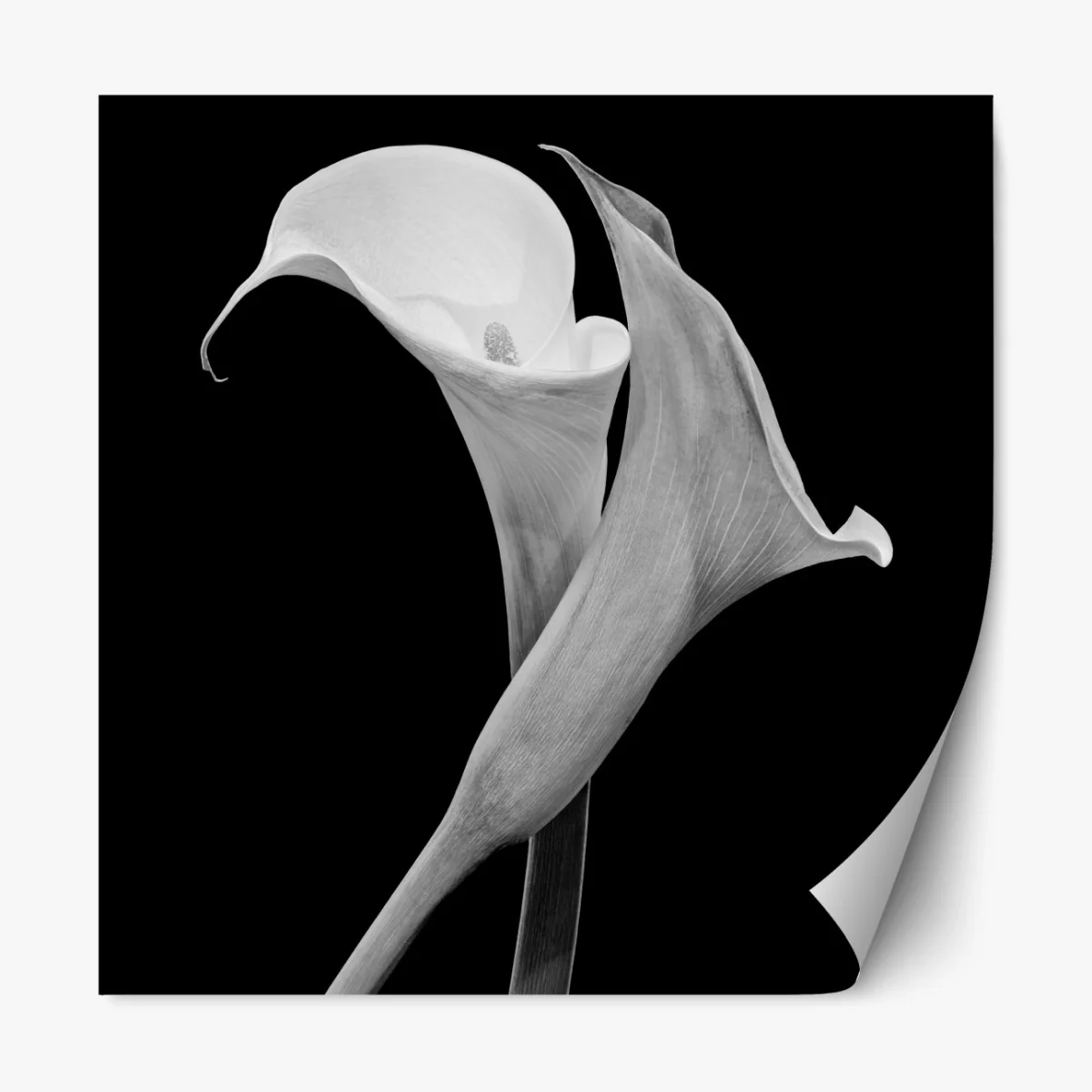 Repositionierbarer Aufkleber elegante callas in monochrom – Wallnifity® Repositionierbarer Aufkleber elegante callas in monochrom – Wallnifity®