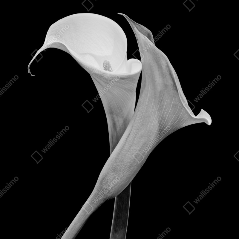 Repositionierbarer Aufkleber elegante callas in monochrom – Wallnifity® Repositionierbarer Aufkleber elegante callas in monochrom – Wallnifity®