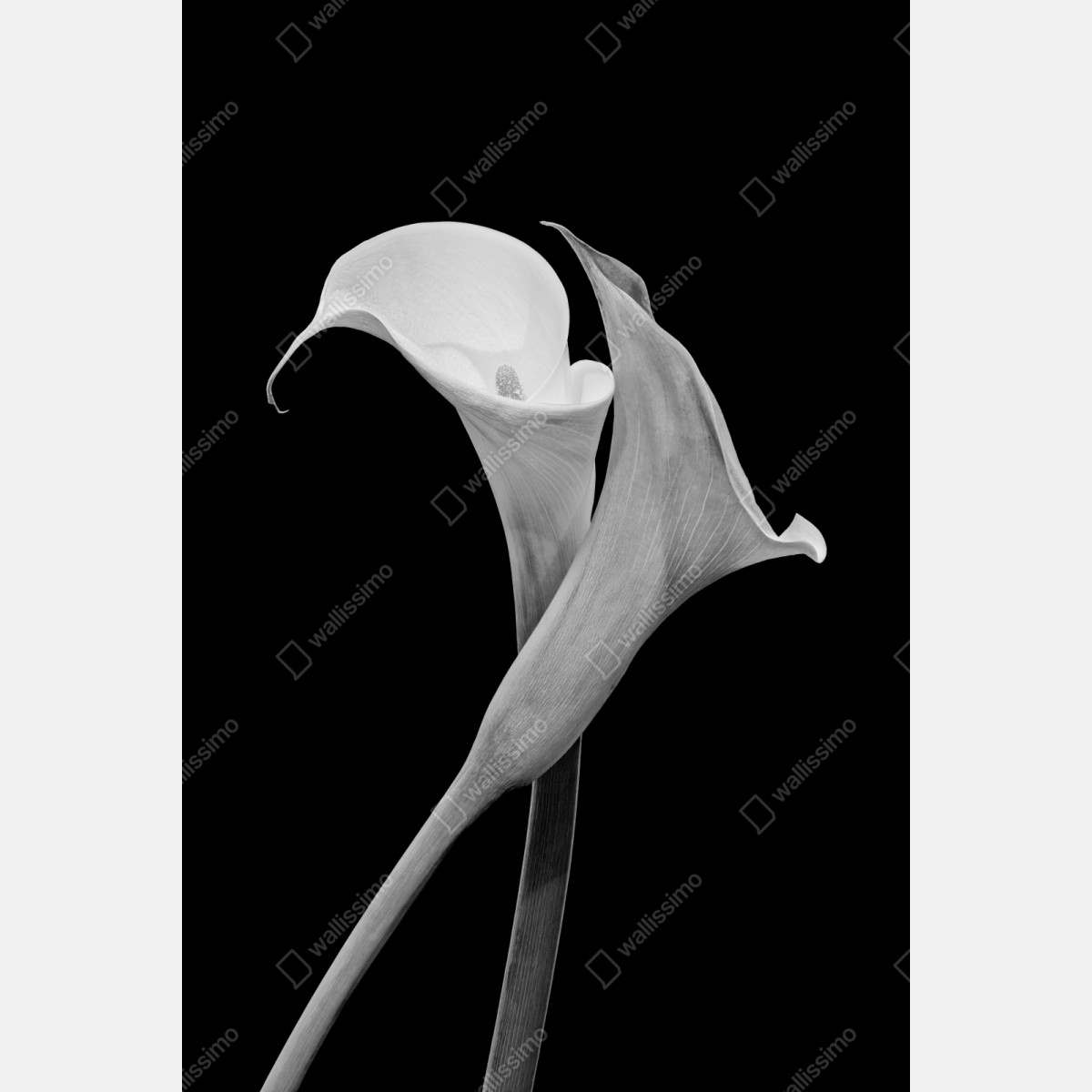 Repositionierbarer Aufkleber elegante callas in monochrom – Wallnifity® Repositionierbarer Aufkleber elegante callas in monochrom – Wallnifity®