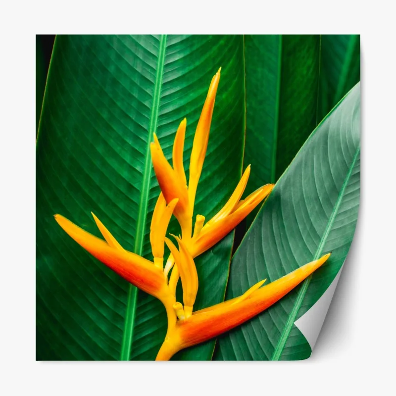 Repositionierbarer Aufkleber leuchtende heliconia vor grünen blättern – Wallnifity® Repositionierbarer Aufkleber leuchtende heliconia vor grünen blättern – Wallnifity®