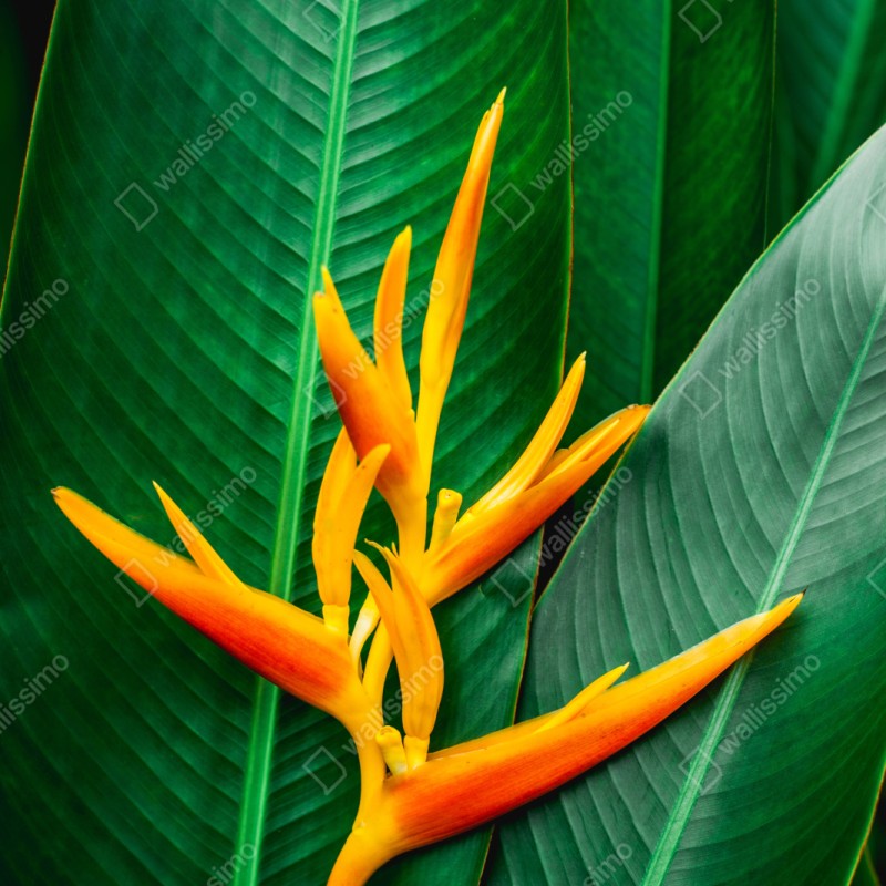 Repositionierbarer Aufkleber leuchtende heliconia vor grünen blättern – Wallnifity® Repositionierbarer Aufkleber leuchtende heliconia vor grünen blättern – Wallnifity®