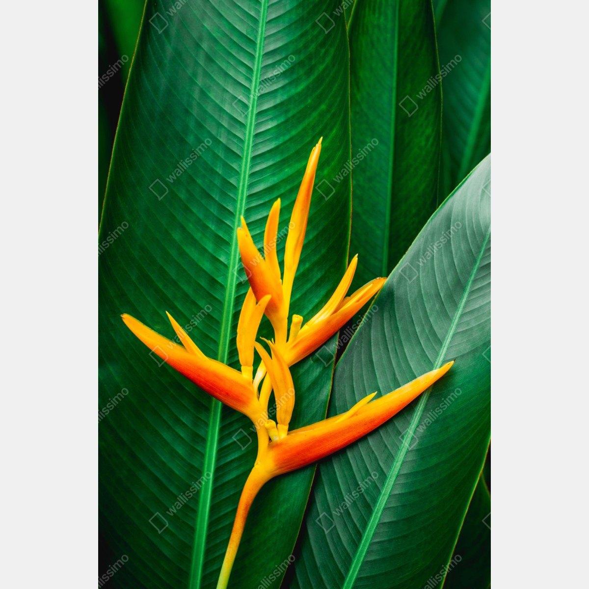 Repositionierbarer Aufkleber leuchtende heliconia vor grünen blättern – Wallnifity® Repositionierbarer Aufkleber leuchtende heliconia vor grünen blättern – Wallnifity®