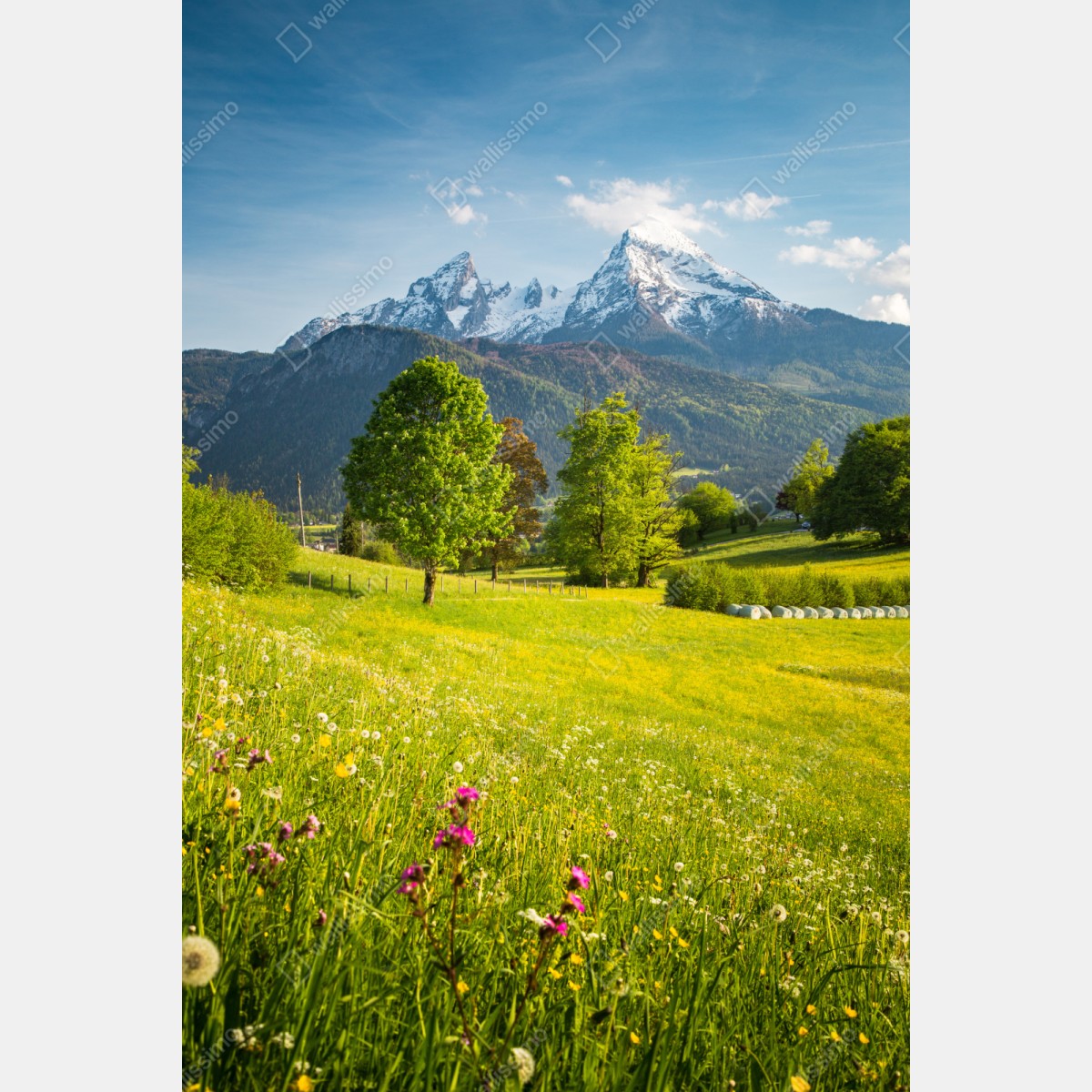 Repositionierbarer Aufkleber alpine frühlingswiese unter schneebedeckten gipfeln – Wallnifity® Repositionierbarer Aufkleber alpine frühlingswiese unter schneebedeckten gipfeln – Wallnifity®