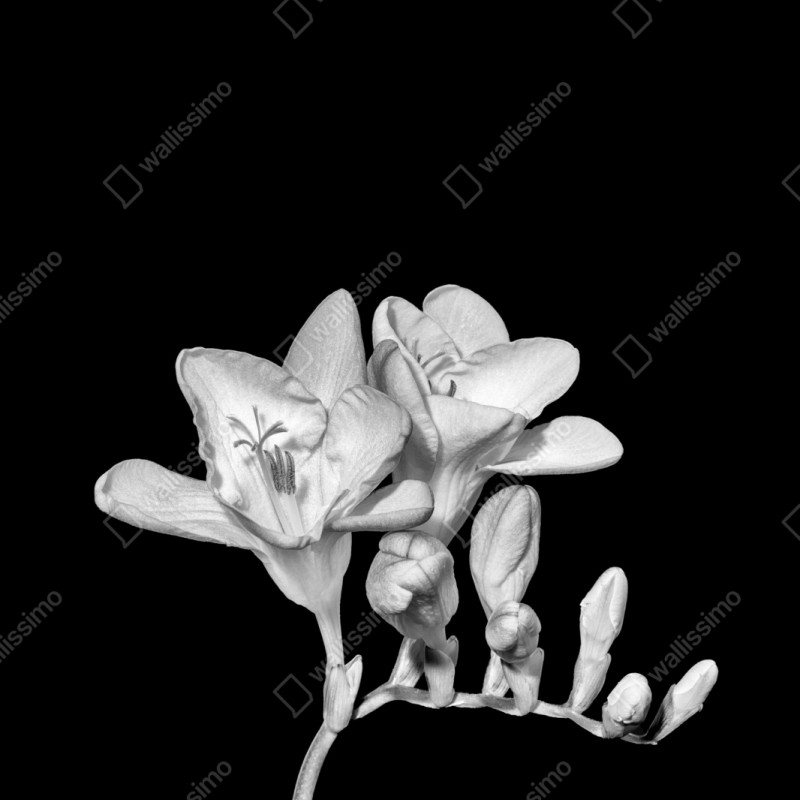 Repositionierbarer Aufkleber zarte freesie in monochrom – Wallnifity® Repositionierbarer Aufkleber zarte freesie in monochrom – Wallnifity®